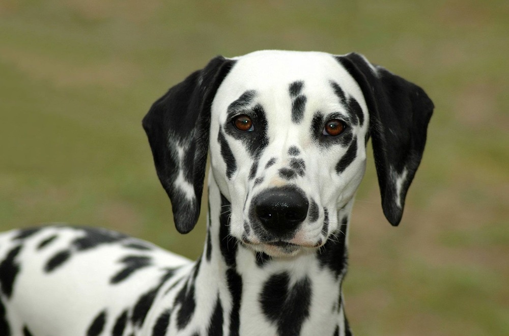 Dalmatian sitting and looking at the camera