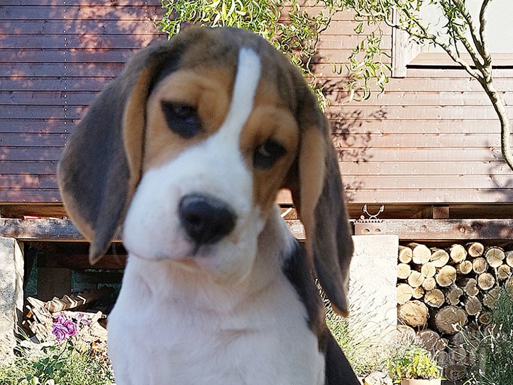 Kerry Beagle walking on lead