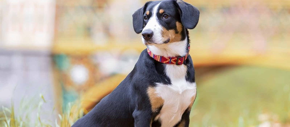 Entlebucher Mountain Dog face close-up