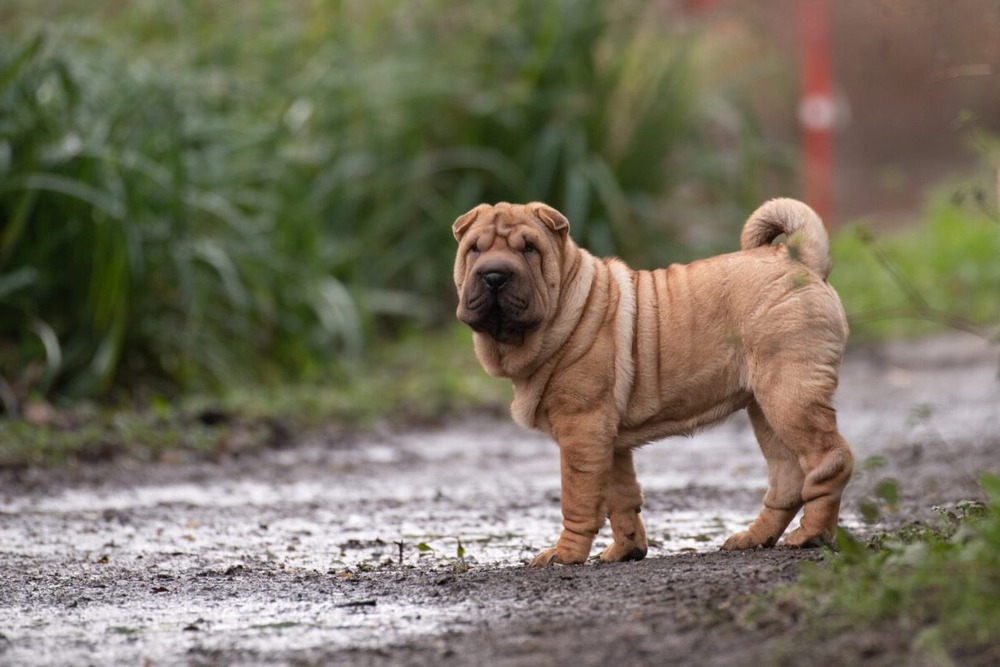 Chinese Shar-Pei resting in shade