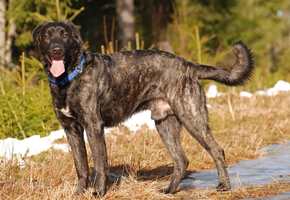 Perro Majorero walking beside handler