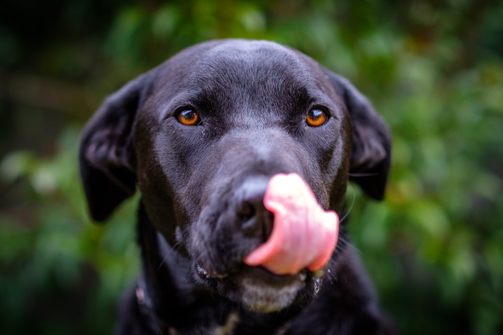Bull Arab walking on lead