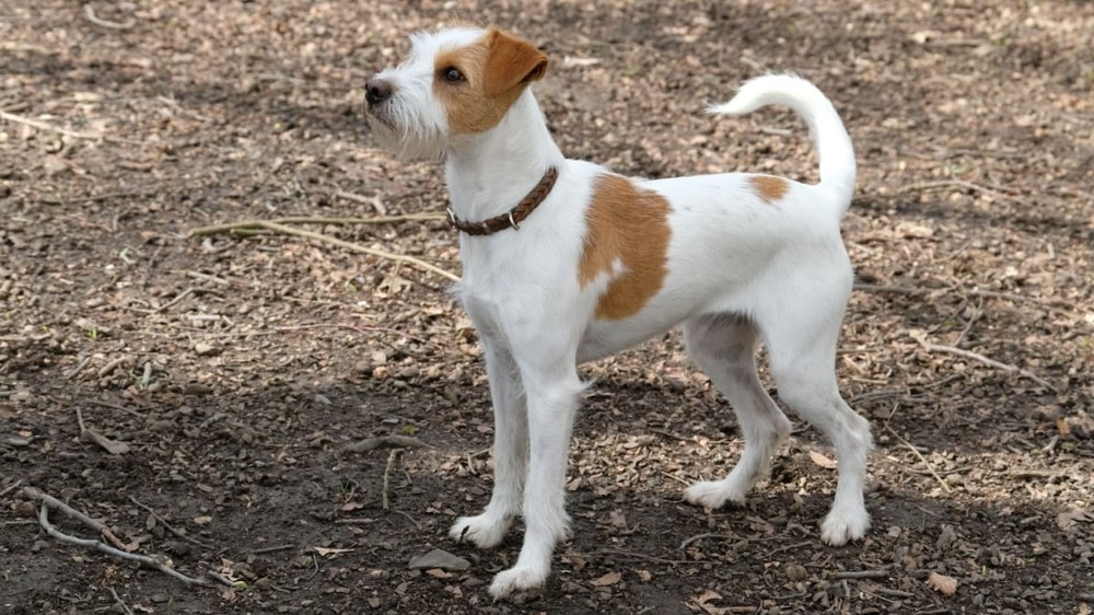 Kromfohrlaender standing in profile