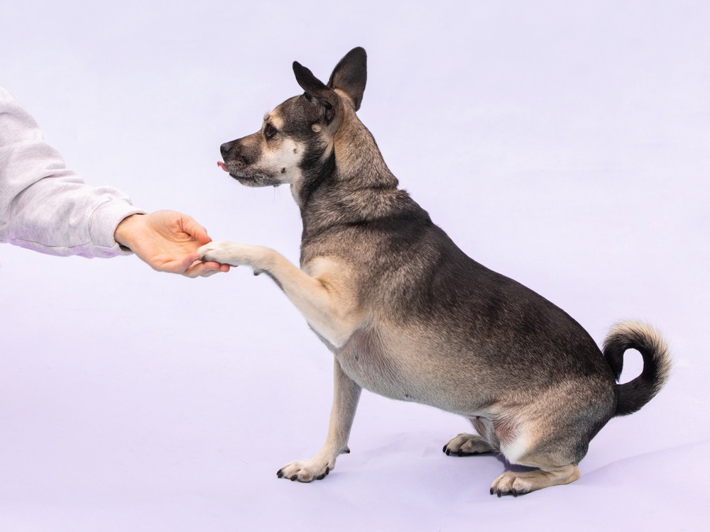 Dog resting calmly at home