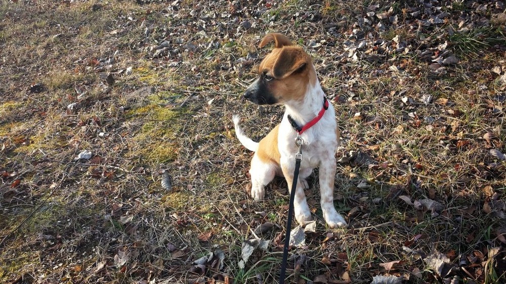 Small dog looking up attentively