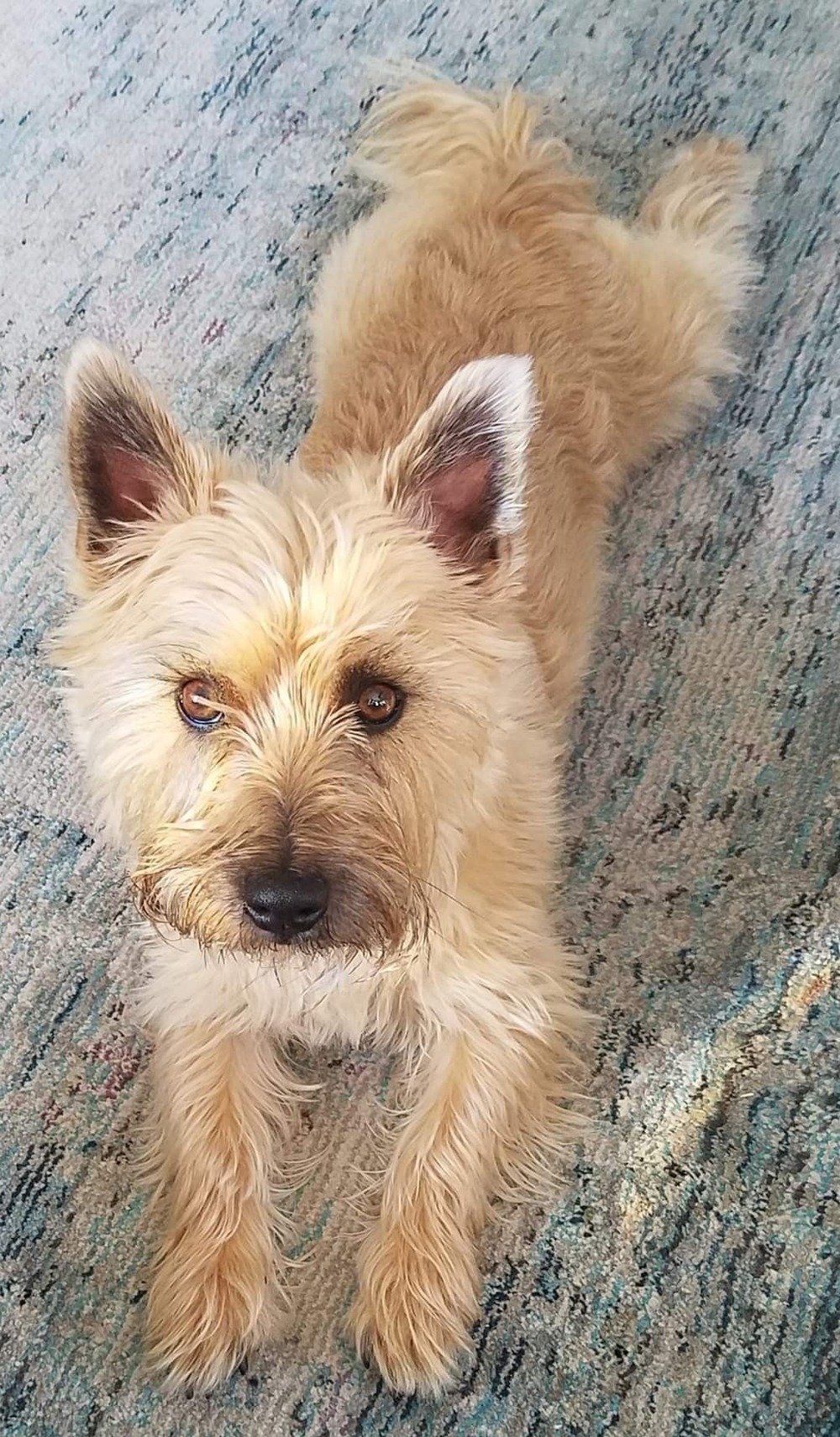 Cairn Terrier resting outdoors