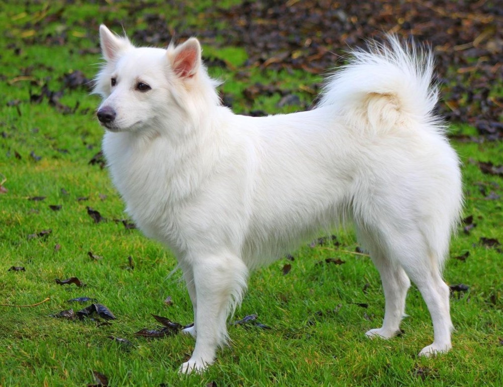 Danish Spitz resting in shade
