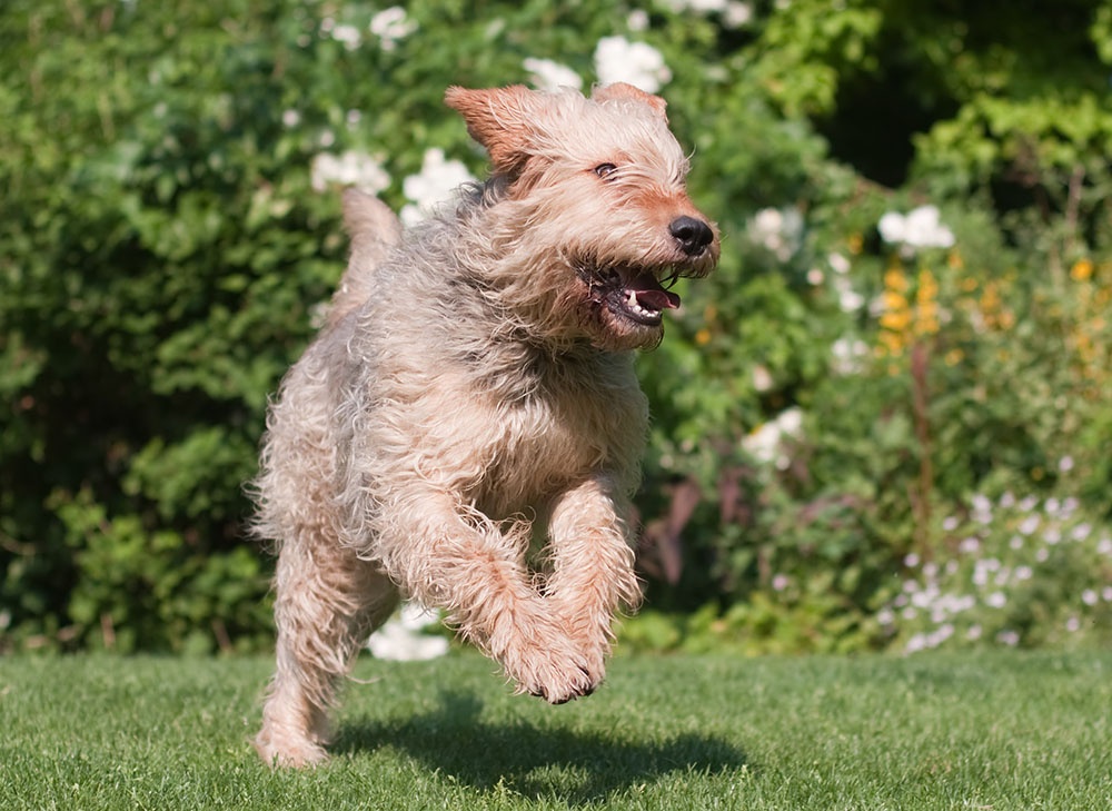 Otterhound standing outdoors with shaggy coat