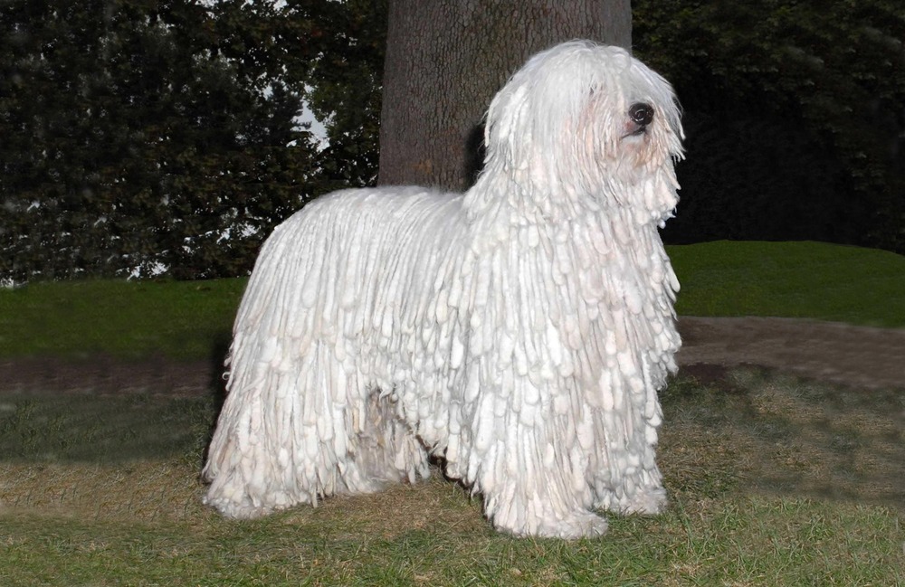 Dog and handler at a conformation event
