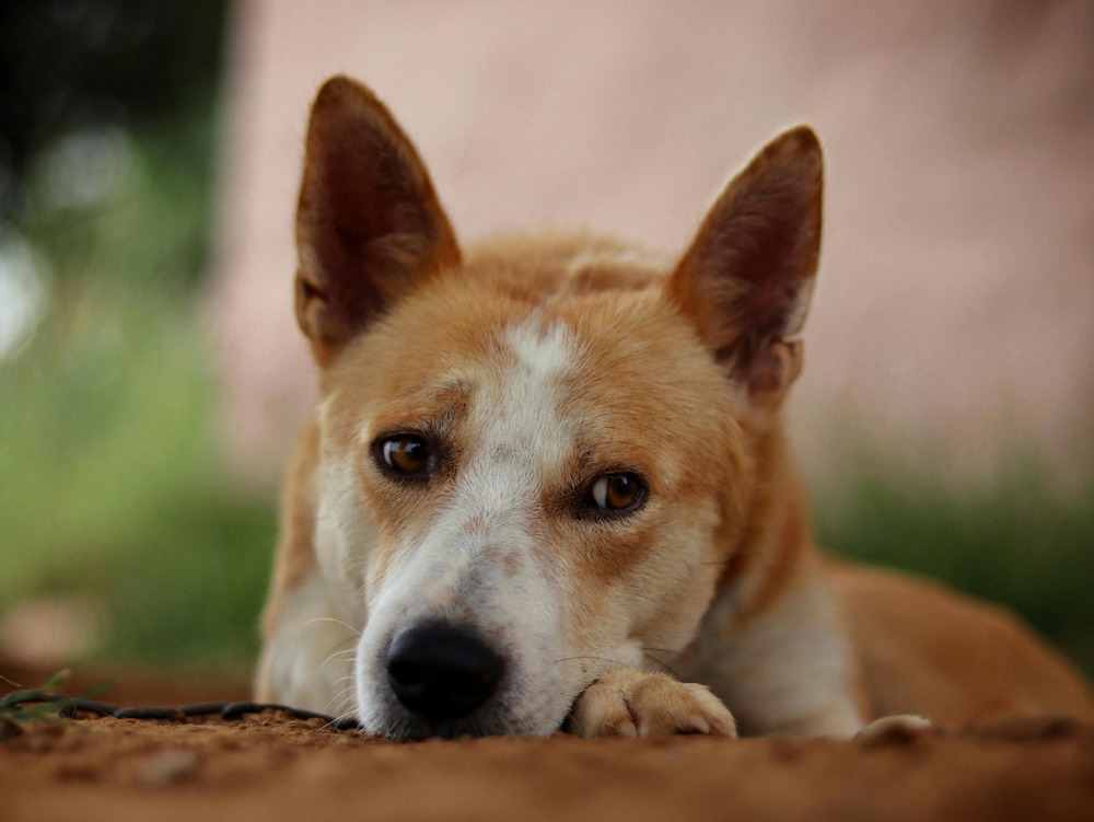 Canaan Dog standing in profile