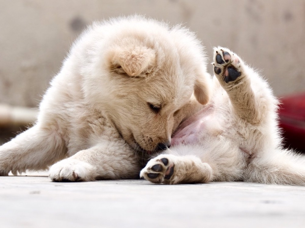 Dog coat being parted to check skin
