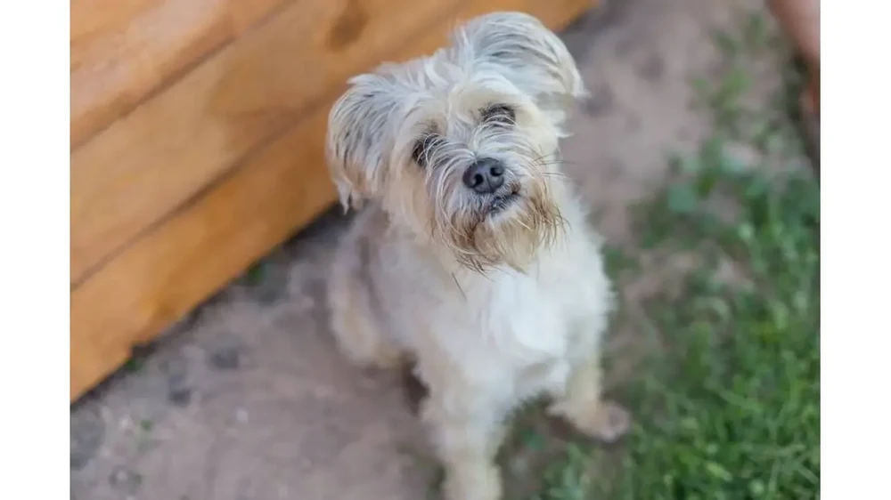 Dutch Smoushond walking on a lead
