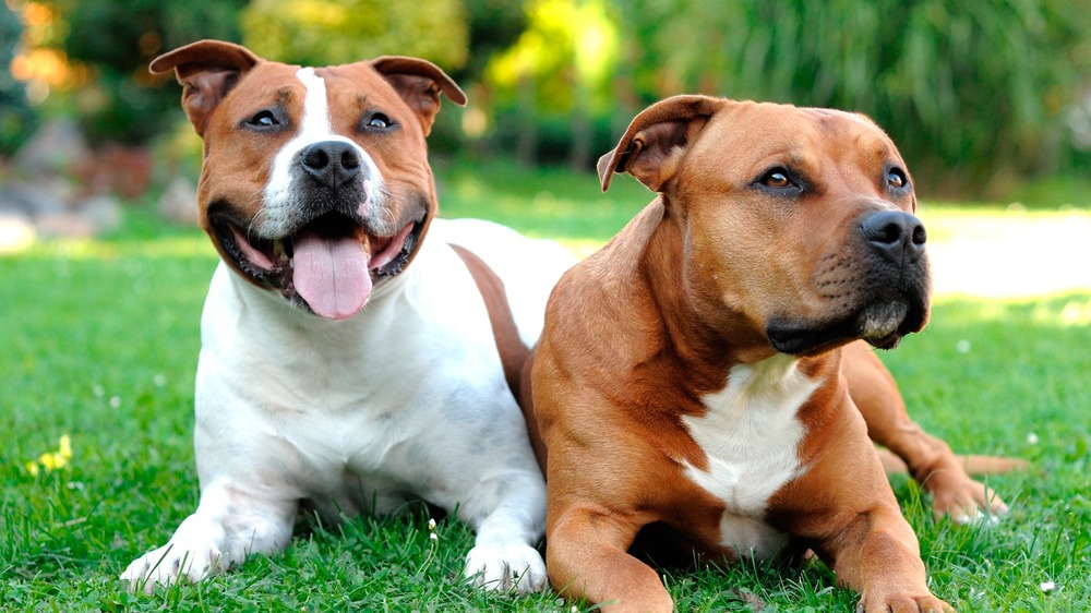 American Staffordshire Terrier close-up portrait