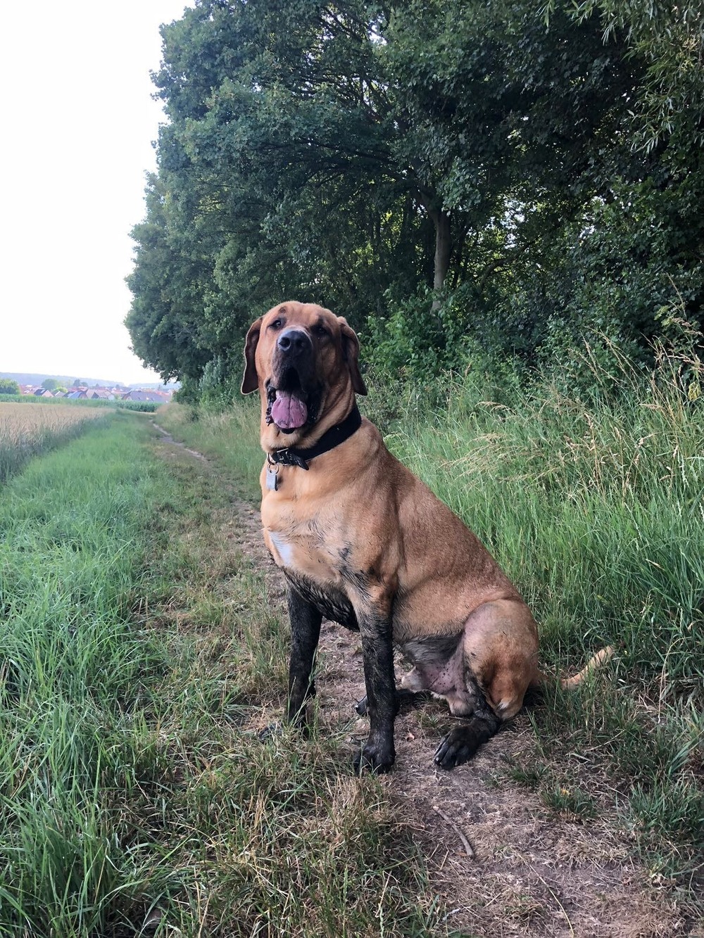 Adult Broholmer standing outdoors