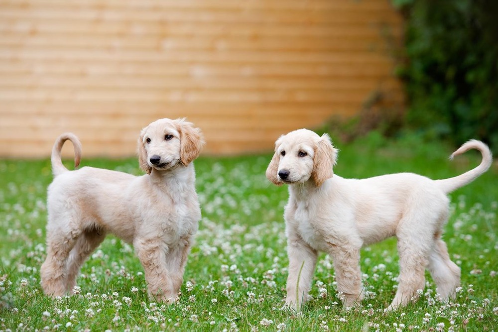Afghan Hound portrait showing long silky ears and topknot
