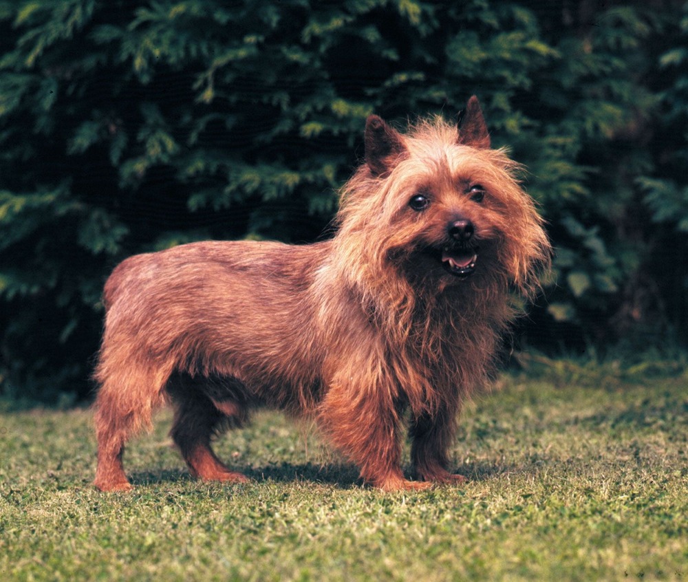Australian Terrier standing outdoors