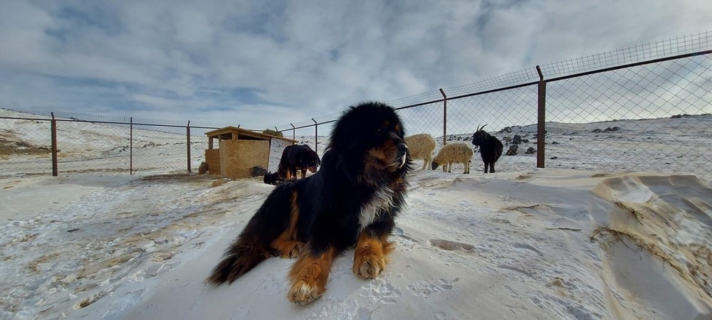 Bankhar dog standing outdoors