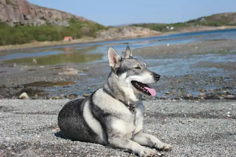 Jämthund sitting calmly on grass