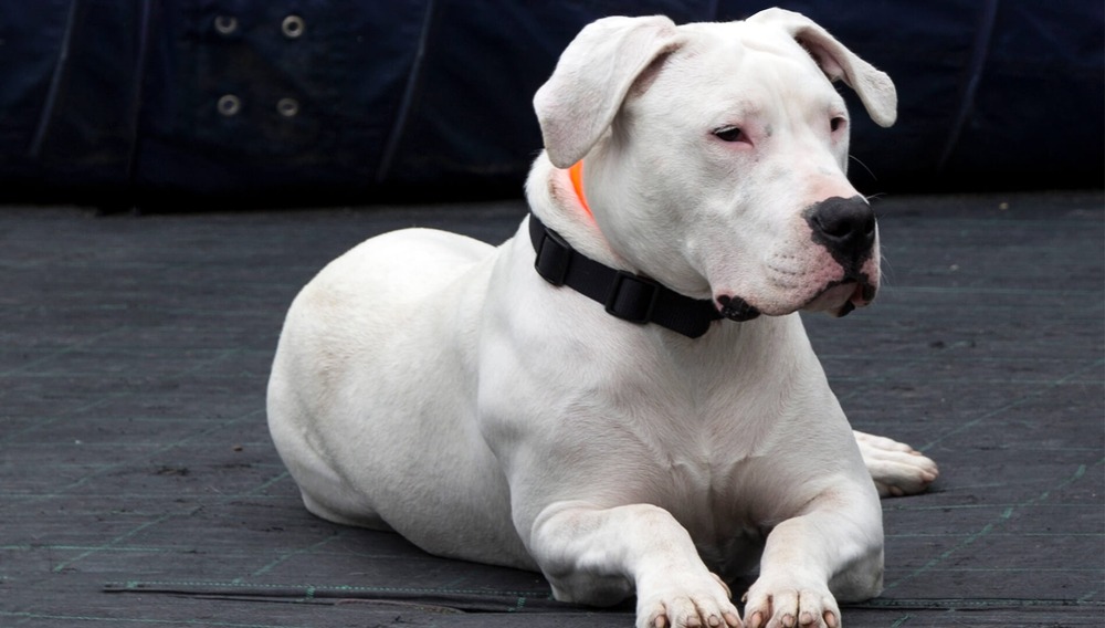 Dogo Guatemalteco standing outdoors