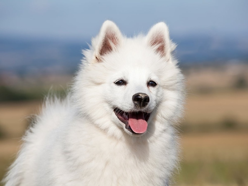 Danish Spitz standing outdoors