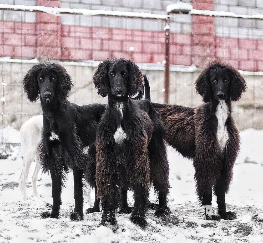 Taigan standing outdoors in a natural setting