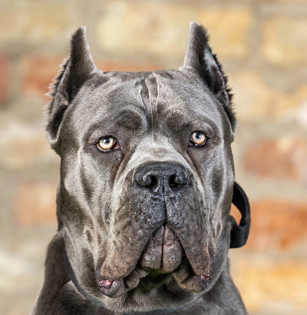Cane Corso resting on grass