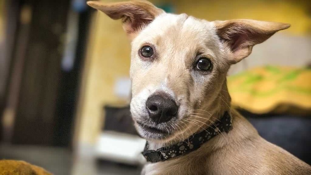 Banjara Hound running on grass