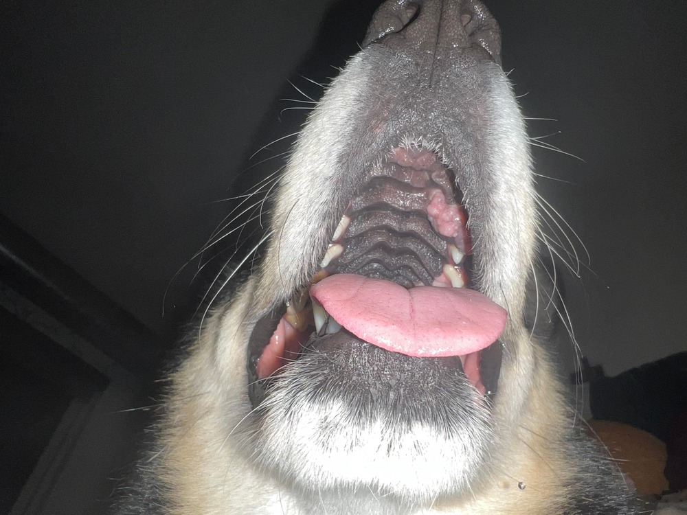 Owner gently feeling a dog for lumps