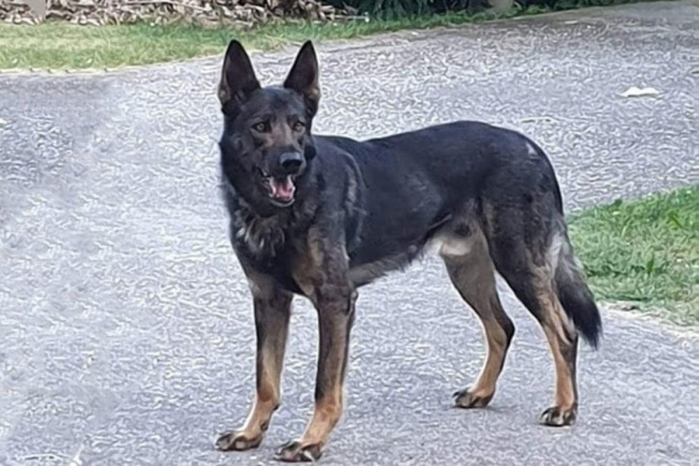 Close view of a Lupo Italiano face and coat