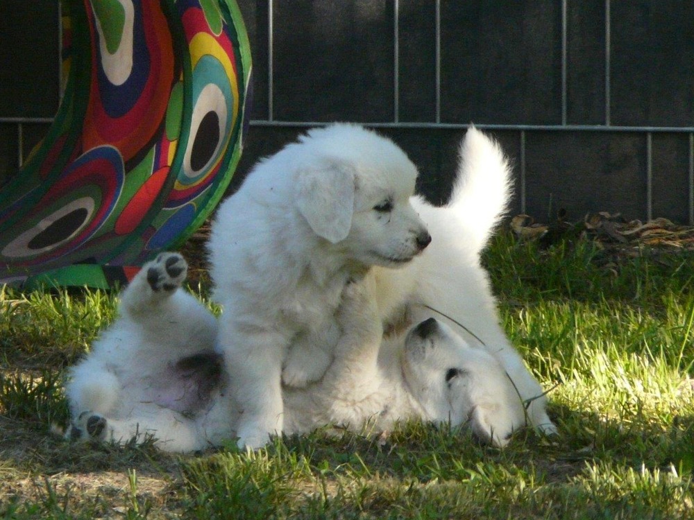Slovenský čuvač standing outdoors with thick white coat