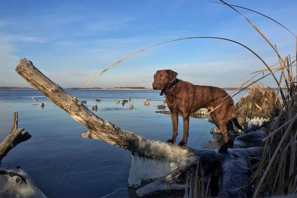 Close view of Chesapeake Bay Retriever coat texture