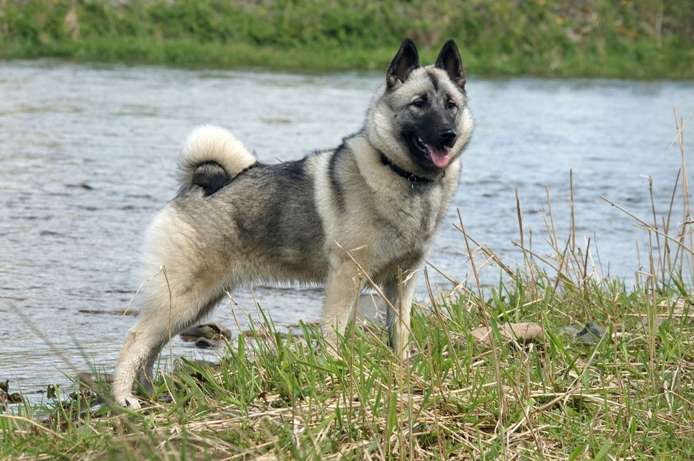Black Norwegian Elkhound standing alert outdoors