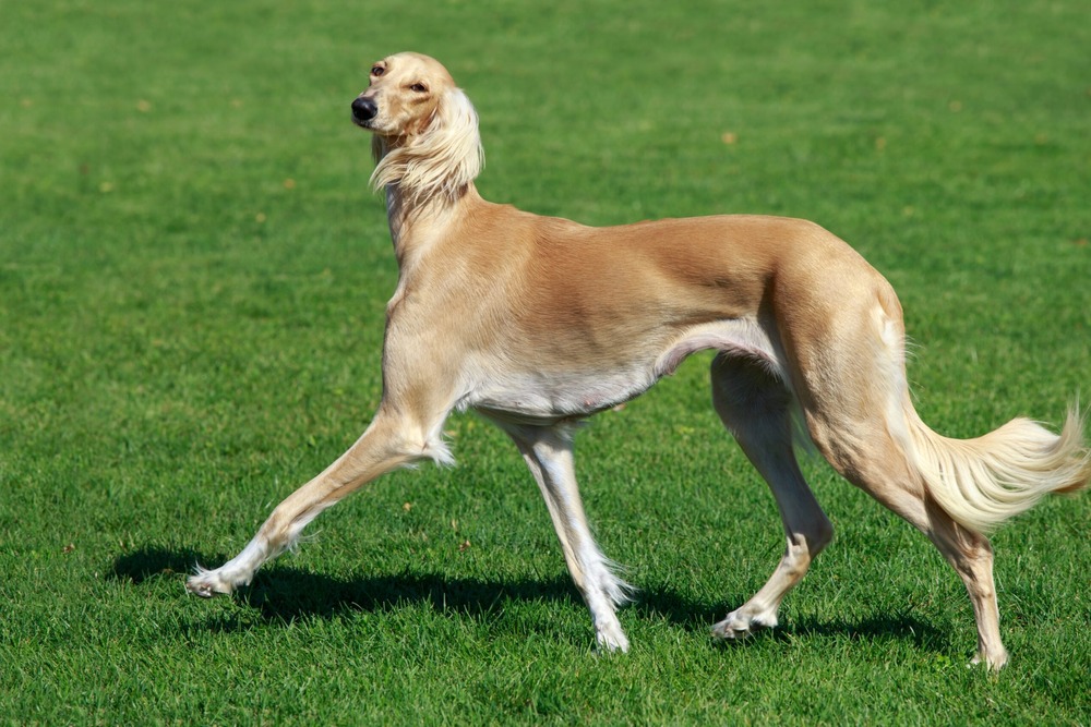 Azawakh resting on a soft surface