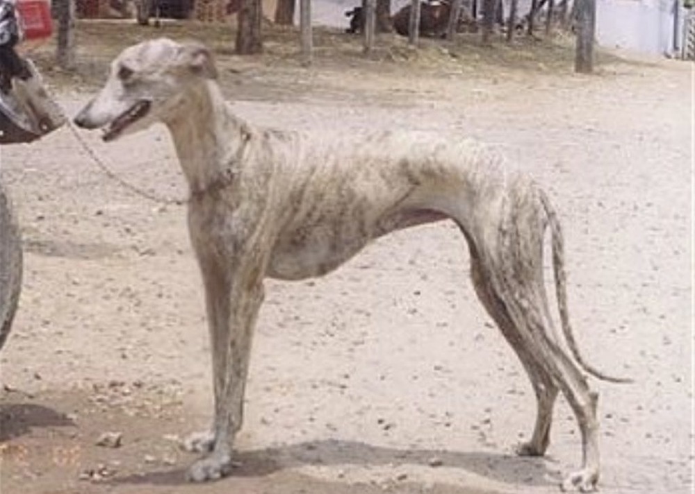 Rampur Greyhound resting alertly