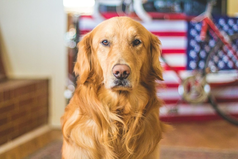 Bedlington Terrier standing outdoors