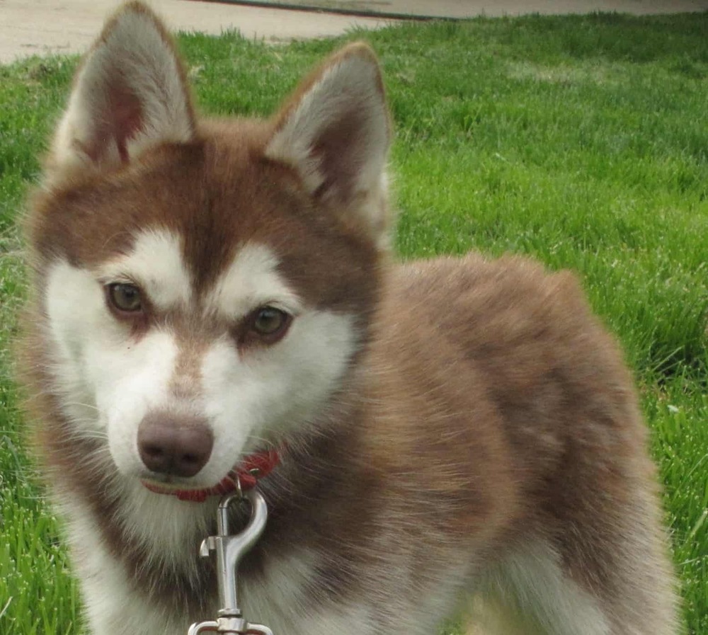 Alaskan Klee Kai on lead during a walk