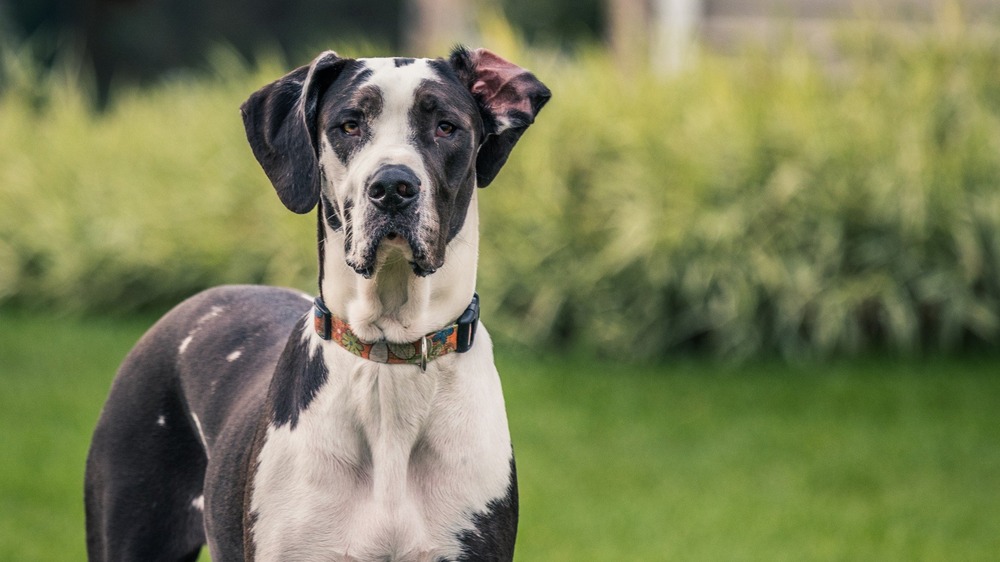 Great Dane standing outdoors