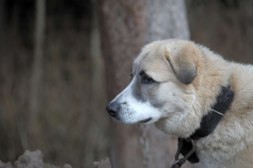 Anatolian Shepherd walking across open ground