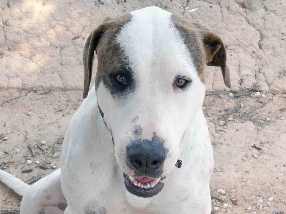 Bull Arab close up with short coat