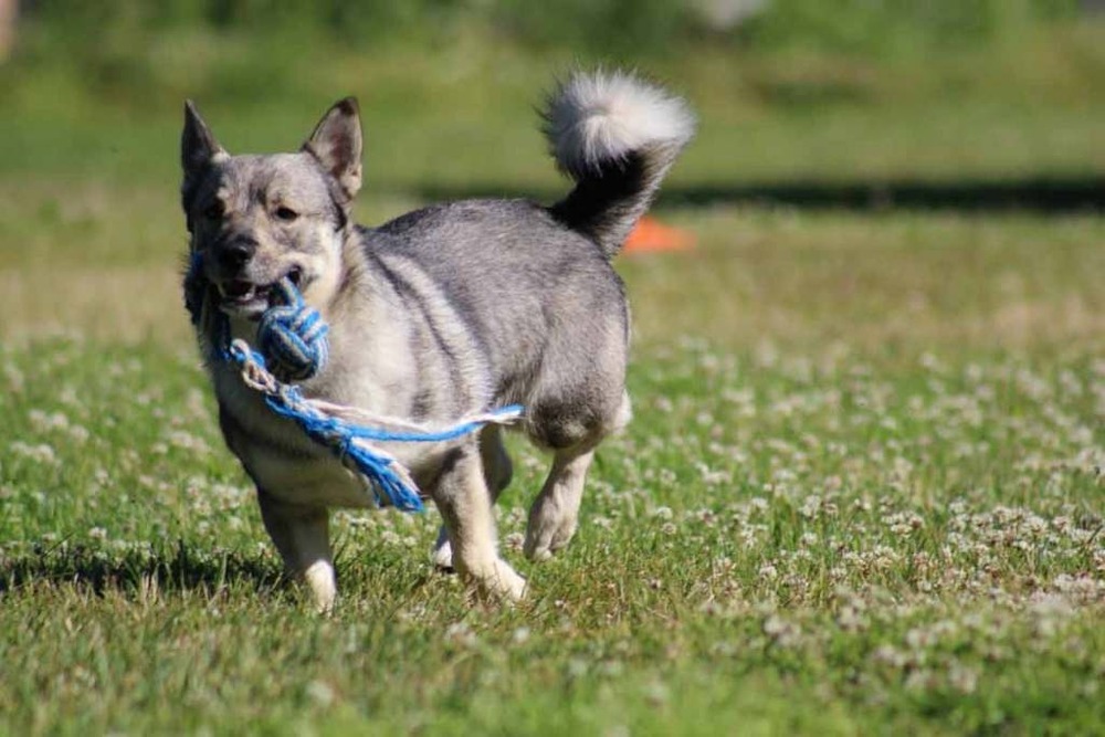 Swedish Vallhund coat close-up outdoors