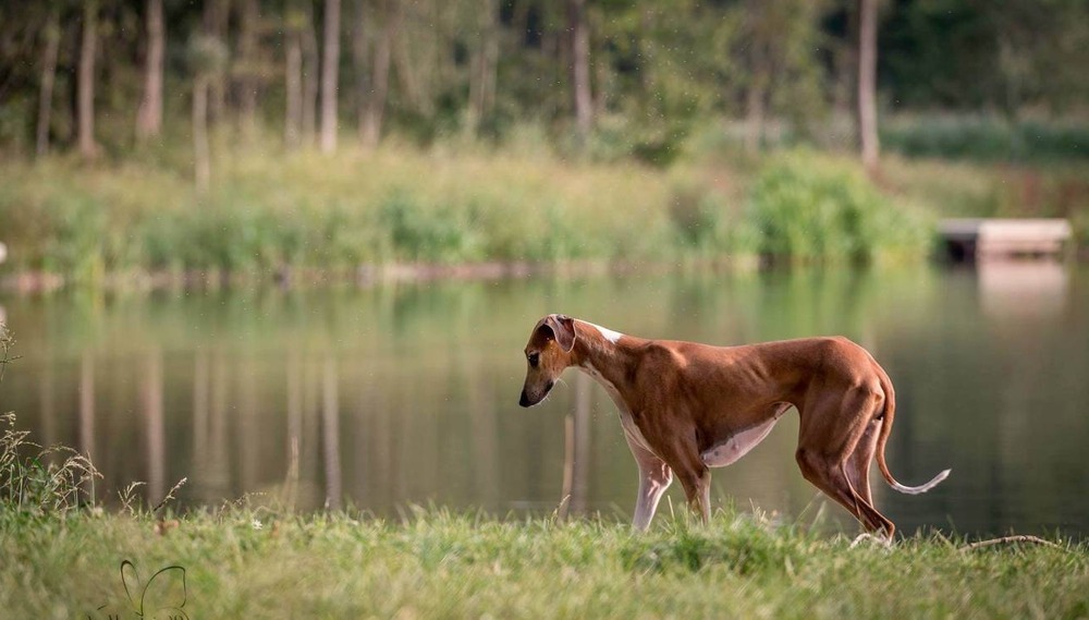 Azawakh standing in profile