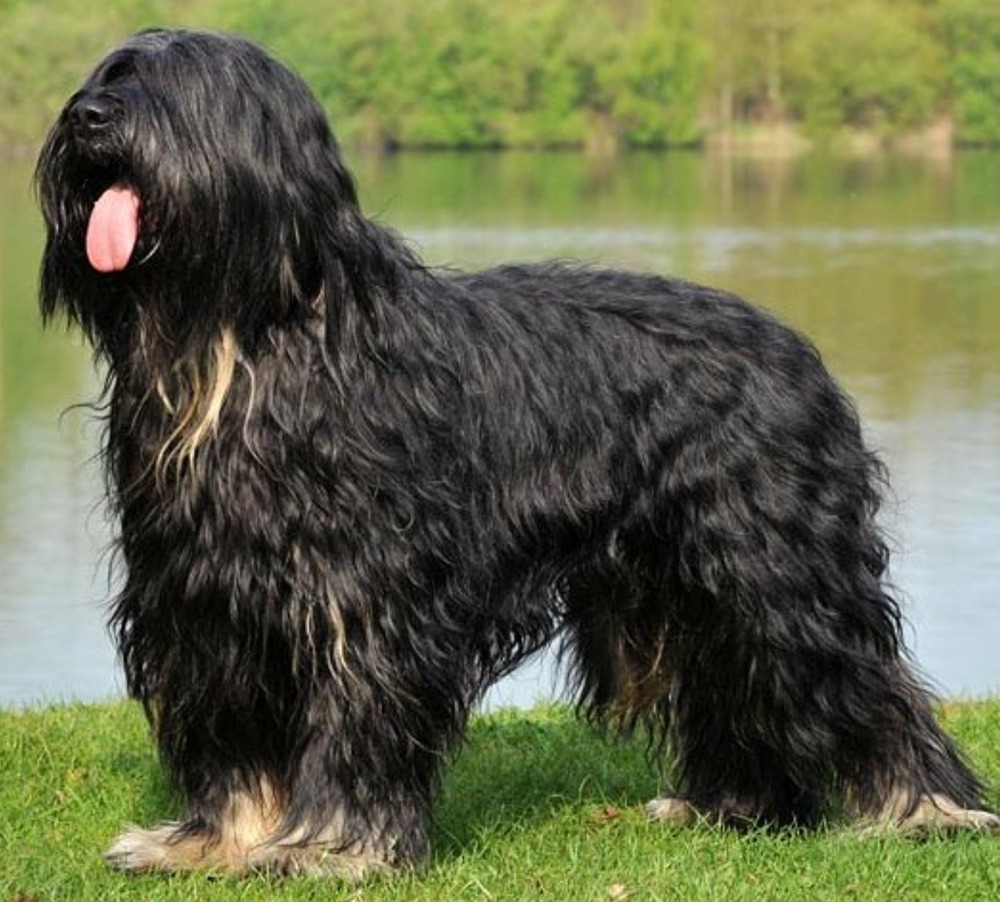 Portuguese Sheepdog moving through grass