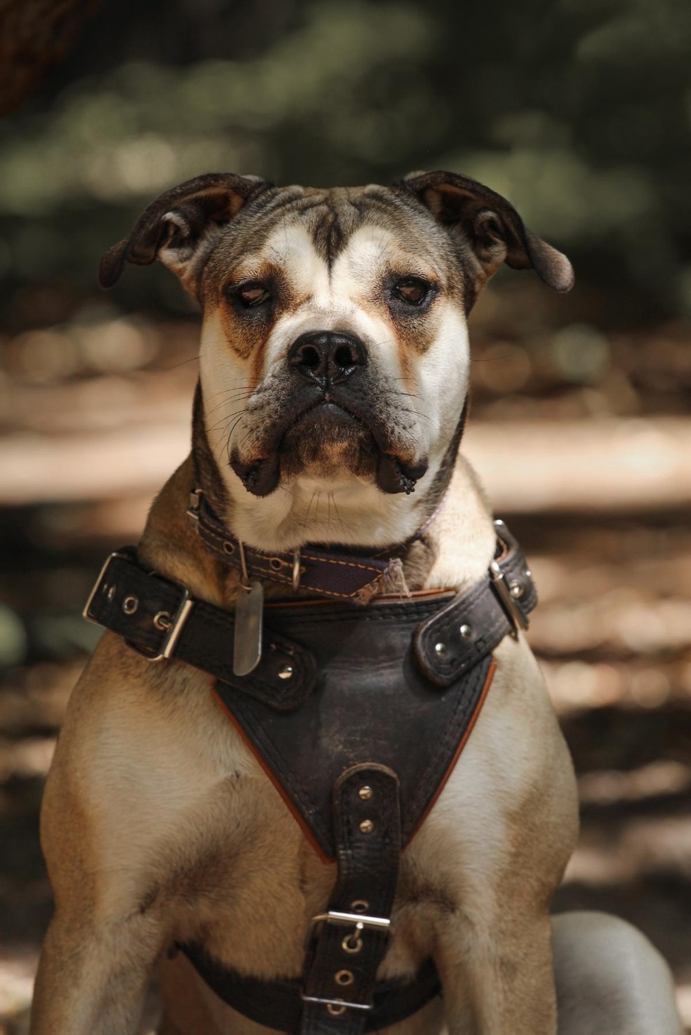 Ca de Bou sitting calmly