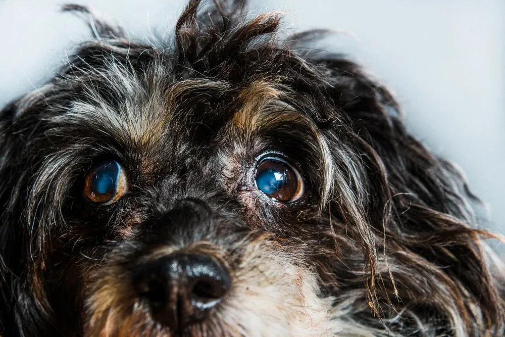 Close-up of a dog's eye with visible iris and eyelid margin