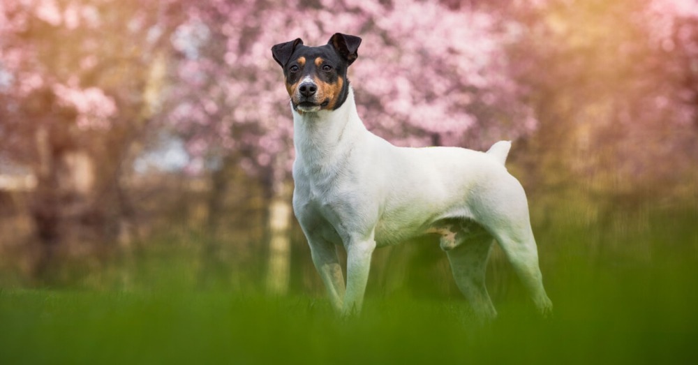 Ratonero Bodeguero Andaluz standing alert