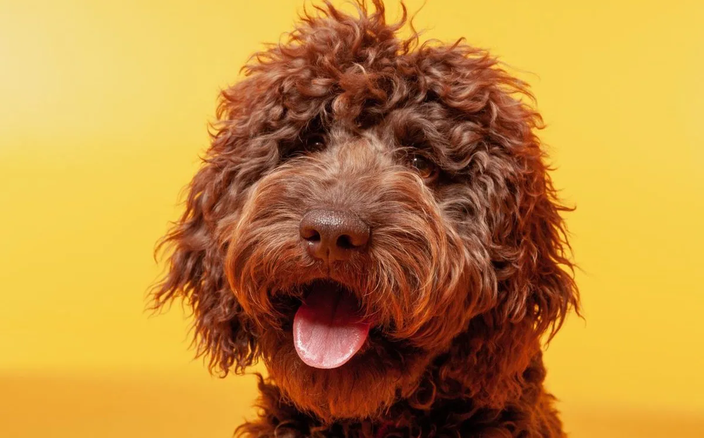 Labradoodle coat texture detail