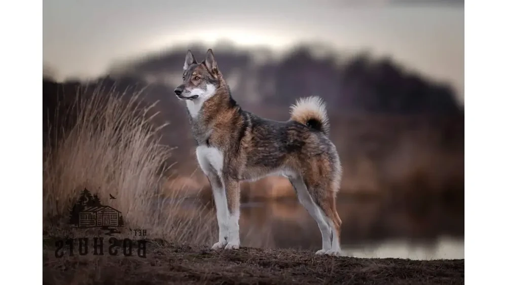 West Siberian Laika standing outdoors