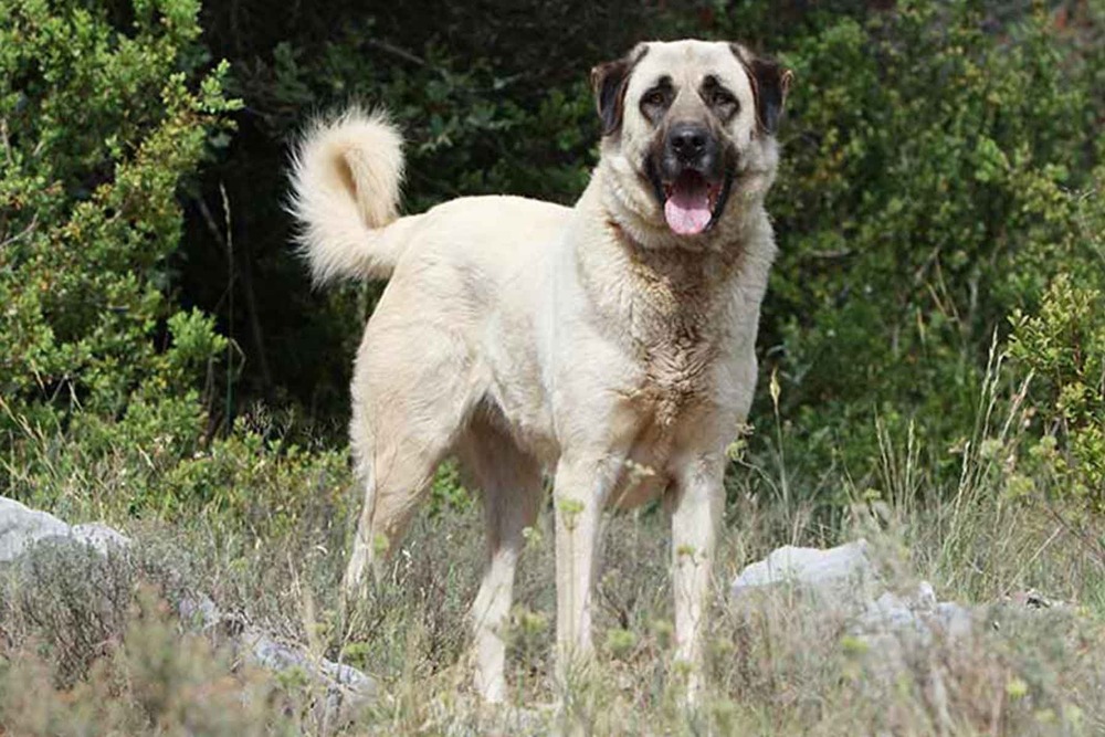 Anatolian Shepherd standing outdoors