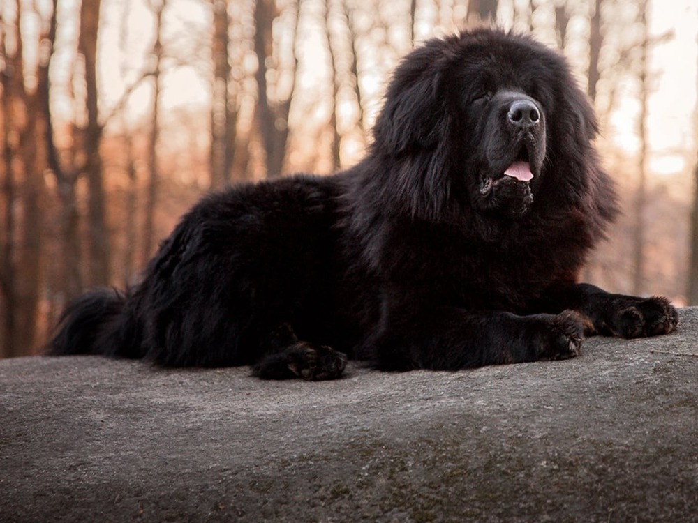 Newfoundland dog close-up with thick coat