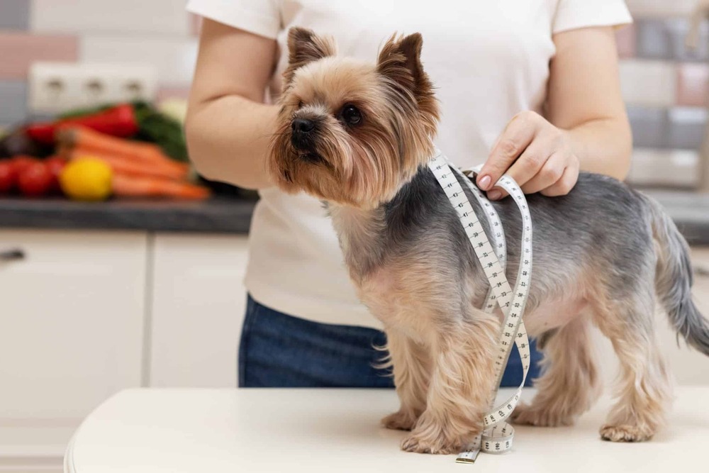 Dog walking alongside a person at an easy pace